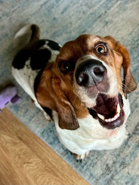 A basset hound looking up