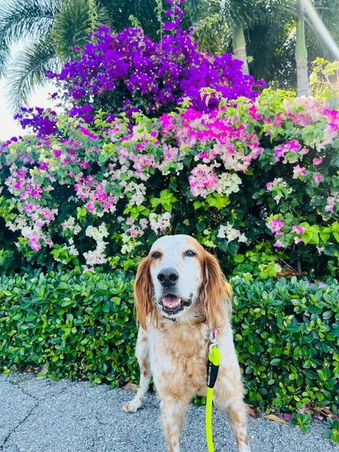 A beagle among purple flowers