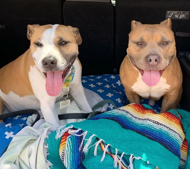 Two pups riding in the back of a car