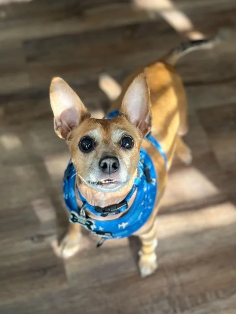 A little dog in a blue bandana