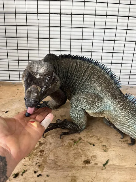 An iguana getting a snack from Jenn's hand