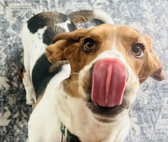 A happy hound mid-lick, close up