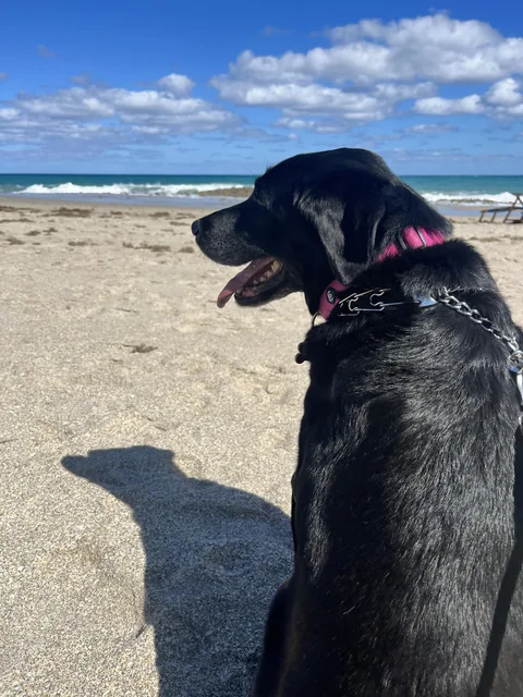 A black lab looking out at the ocean
