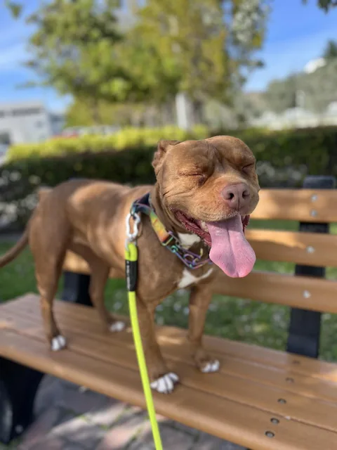 A smiling pup posing on a park bench
