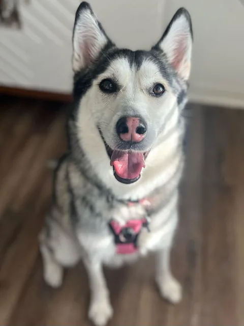 A husky sitting pretty