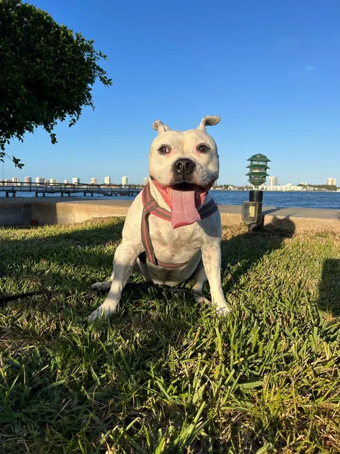 A pup by the water on a sunny day