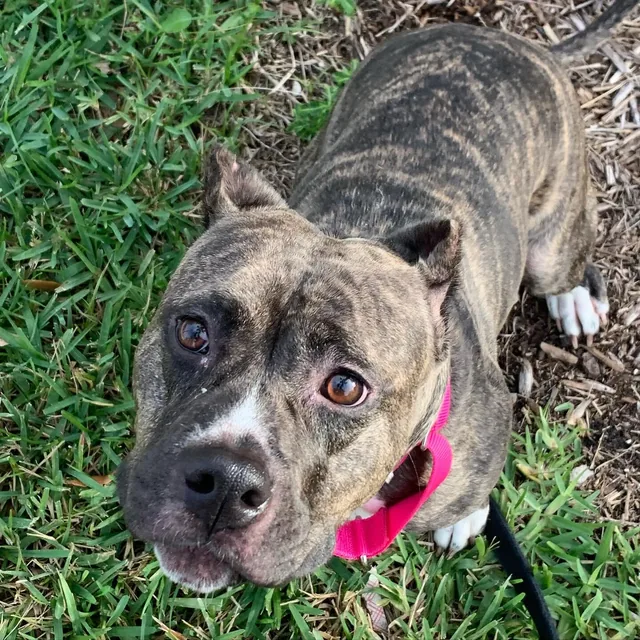 A brindle pup looking up from the grass