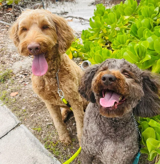 Two doodles grinning