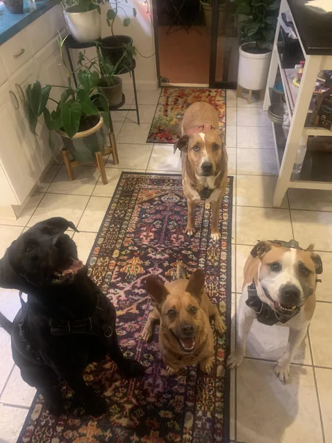 Dogs waiting together at home