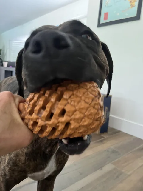 A dog with a treat toy