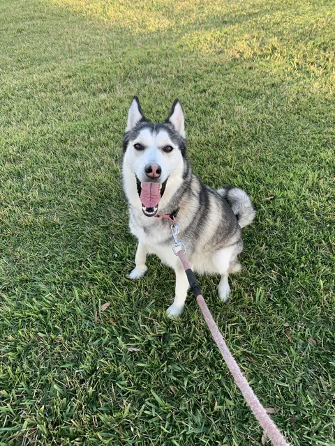 A husky on the grass