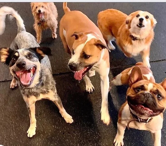A happy pack of dogs
