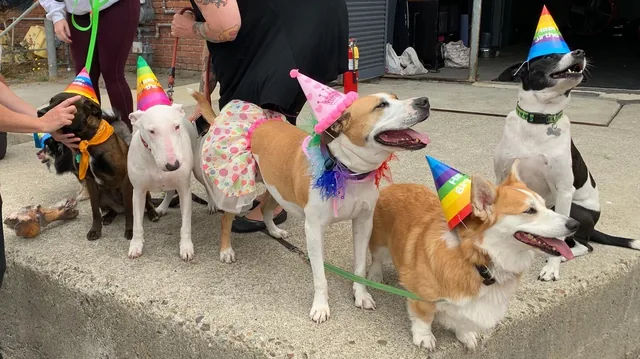 A crew of dogs in birthday hats