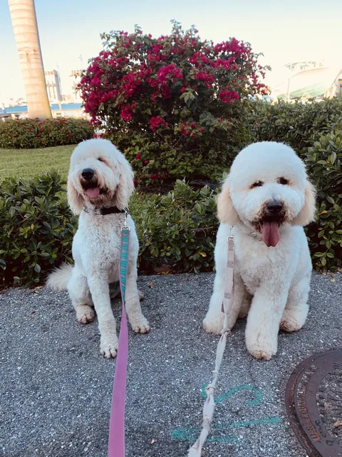 Two little white poodles on a walk