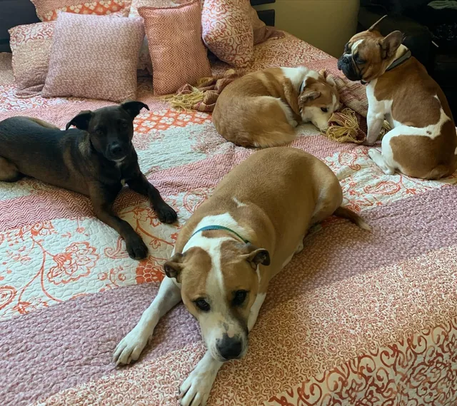 Dogs relaxing on a bed at home
