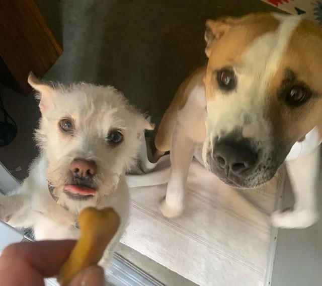 A pup about to get a treat