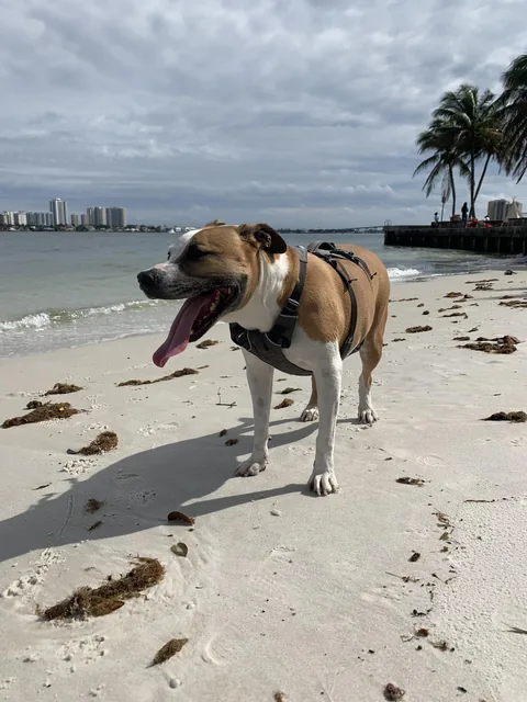 A leashed pup walking on the beach